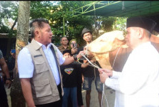 Pemprov Sumsel Salurkan 148 Sapi Kurban, Herman Deru Pastikan Tanpa Gunakan APBD