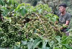 Harga Kopi di Ulu Danau Capai Rp72 Ribu