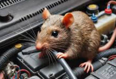 Musim Hujan, Waspada Tikus Menggigit Kabel Kendaraan dan Cara Mencegahnya