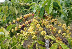 Jelang Ramadan, Petani Kopi OKU Selatan Harapkan Harga Jual Kembali Naik