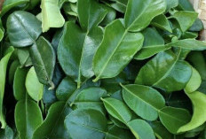 Keistimewaan Daun Jeruk Purut