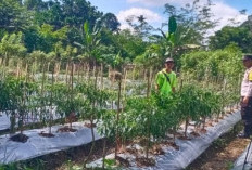 Dukung Ketahanan Pangan, Personel Polsek Kisting Bantu Warga Rawat Kebun Cabai