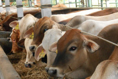Hari Raya Qurban, Kemenag OKU Selatan Bakal Sembelih 12 Ekor Sapi