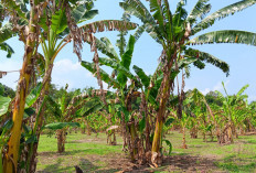 Harga Jual Pisang Jenis Ambon Masih Tinggi