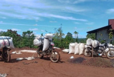 Jelang Panen Awal Tahun, Petani Kopi OKU Selatan Berharap Harga Jual Kembali Naik