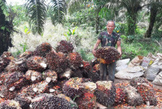 Petani Sawit di Muara Enim Keluhkan Harga TBS Turun Pascaterbit PP SDA, Turun Jadi Rp2.760 per Kg