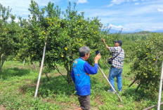 Petani OKU Selatan Raup Hasil dari Kebun Jeruk BW, Harga Jual Rp8.000/Kg