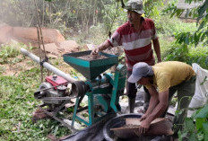 Harga Kopi di OKU Selatan Kembali Turun Signifikan