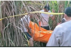 Tragis! Wanita Hamil 6 Bulan Ditemukan Tewas di Perkebunan Tebu Ogan Ilir