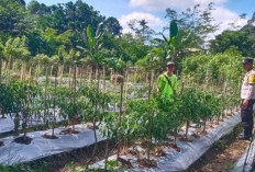 Dukung Ketahanan Pangan, Personel Polsek Kisting Bantu Warga Merawat Kebun Cabai