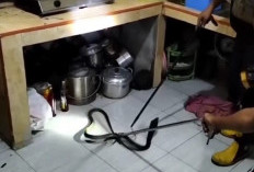 Nyarang di Plafon Rumah Warga, Ular Cobra Dievakuasi Tim Damkar OKU Selatan