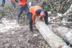 BPBD OKU Selatan Evakuasi Pohon Tumbang Dijalan Jagaraga