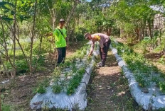 Personel Polsek Kisting Budidayakan Warga Tekuni Tanam Cabai