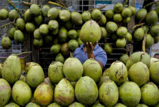 Empat Waktu Terbaik Minum Air Kelapa Muda