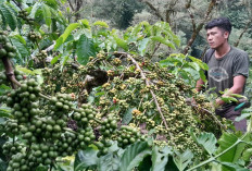 Diprediksi Panen Kopi Tahun Ini Meningkat