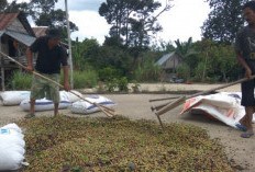 Disaat Stok Kopi Minim, Harga Kopi di OKU Tembus Rp 70 Ribu