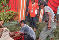 SAS Darussalam Muaradua OKU Selatan Potong 12 Sapi