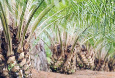 Pemkab OKU Selatan Turun Tangan Atasi Sengketa Lahan Antara Warga Dengan PT MTAL dan PT SAP
