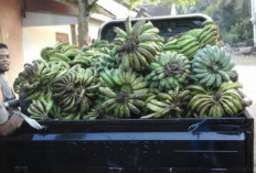 Harga Pisang di Buay Rawan Mulai Naik, Petani Belum Sepenuhnya Diuntungkan
