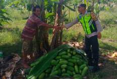 Bhabinkamtibmas Polsek BSA Bantu Warga Panen Kates