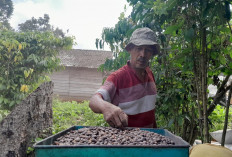 Dari Pusat Perkebunan Belanda Hingga Menuju Produktivitas Berkualis