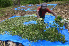 Harga Nilam membaik, Masyarakat OKUS Berlomba menanam Nilam 