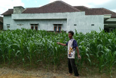 Petani Jagung Senang, Harga Jual Tinggi