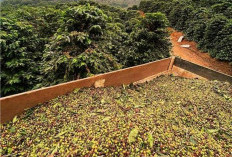 Harga Kopi Dunia Melonjak 25 Persen pada 2025,  Dampak Cuaca Ekstrem di Brasil dan Vietnam