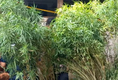 Polisi Gerebek Kebun Ganja Rumahan di Cengkareng, 40 Pohon Ditanam di 16 Pot