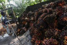 Harga Sawit Sumsel Melonjak, TBS Tembus Rp3.534/Kg dan Dongkrak Penghasilan Petani