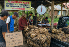 Harga Karet di Batumarta Sidomulyo OKU Timur Tembus Rp22 Ribu, Petani Mulai Bernapas Lega