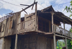 Angin Kencang Tumbangkan Pohon dan Rumah Warga Buay Runjung