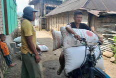 Harga Kopi di OKU Selatan Kembali Naik