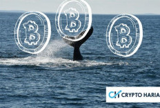 Akumulasi Whale Dorong Kenaikan Harga Bitcoin, Namun Volatilitas Tetap Tinggi