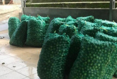 Harga Jeruk Nipis Tembus Rp6 Ribu Per Kilogram