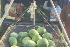 Semangka OKU Timur Dipasarkan Hingga ke Pulau Jawa