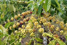Awal Musim Panen Kopi, Harga Tembus Rp47 Ribu per Kilogram
