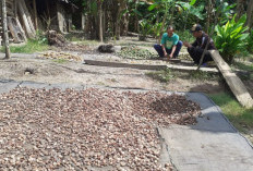 Harga Pinang Anjlok, Pengepul Hanya Hargai Rp 3 Ribu per Kilogram
