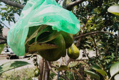 Alpukat Ranau, Andalan Ekonomi Warga Kota Batu, OKU Selatan