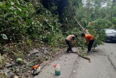 Tim BPBD Gerak Cepat Atasi Pohon Tumbang di Pematang Ribu Ranau Tengah
