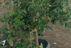 Tips Mudah Menanam Alpukat di Pot untuk Hasil Buah Maksimal