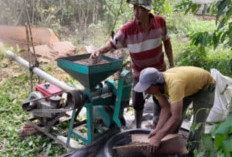 Harga Kopi OKU Selatan Meroket, Sentuh Rp60 Ribu per Kilo