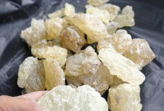 Harga Getah Damar Mata Kucing di OKUS Anjlok hingga Rp 17 Ribu per Kg