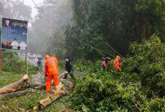 BPBD OKU Selatan Himbau Pengguna Jalan Waspada Pohon Tumbang