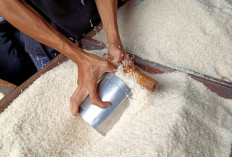 Produksi Beras Nasional Diproyeksikan Capai 25,28 Juta Ton hingga Agustus 2026, Perkuat Ketahanan Pangan