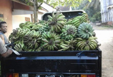 Naik Drastis! Harga Pisang Ambon di OKU Selatan Tembus Rp2.800/Kg