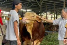 Sumsel Terima 18 Sapi Kurban Bantuan Presiden Prabowo Subianto