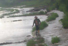 Terendam Banjir, Puluhan Hektar Sawah Terancam Gagal Panen