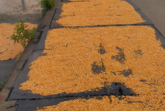 Harga Jual Jagung di OKU Selatan Masih Stabil