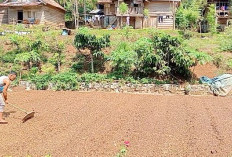 Dulu Rp 70 Ribu, Kini Harga Kopi Anjlok Menjadi Rp 58 Ribu